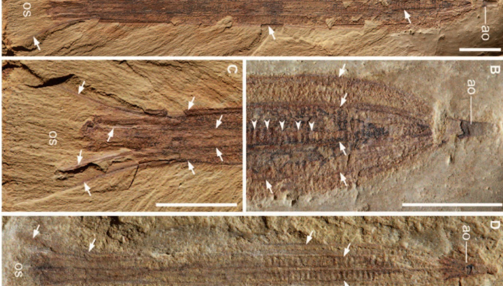 Окаменелые отпечатки гребневика вида Thaumactena ensis