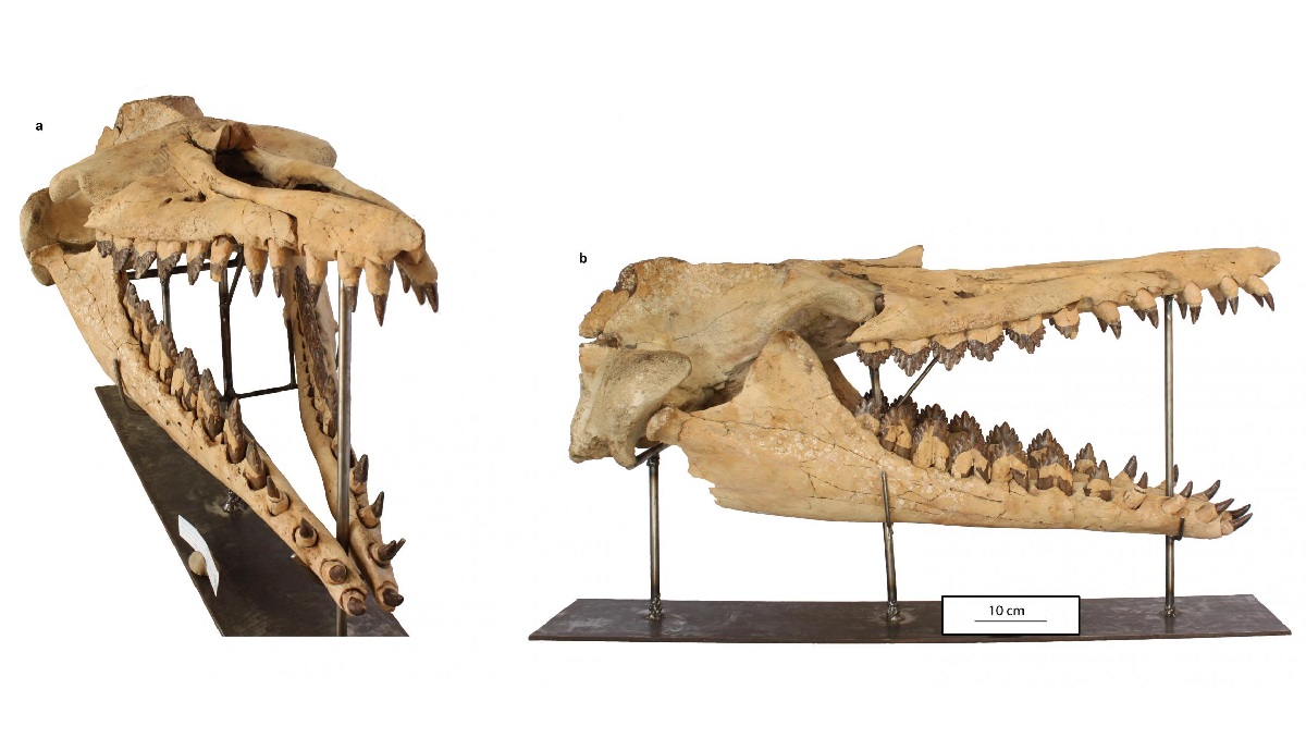 Восстановленный череп Coronodon havensteini.