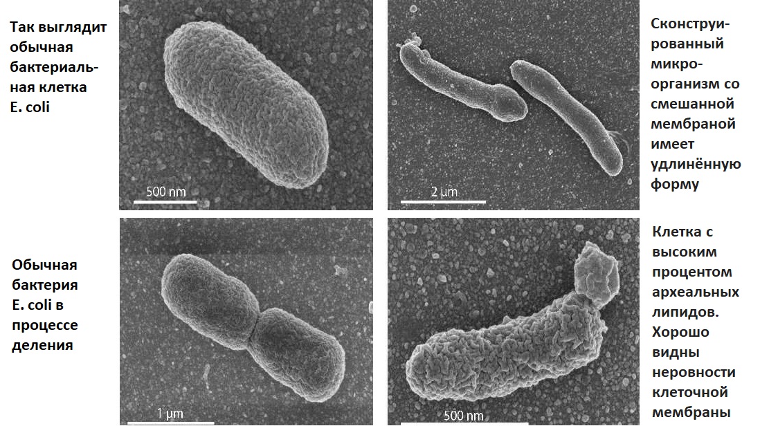 Сравнение обычной бактерии вида E. coli и воссозданного организма со смешанной мембраной.