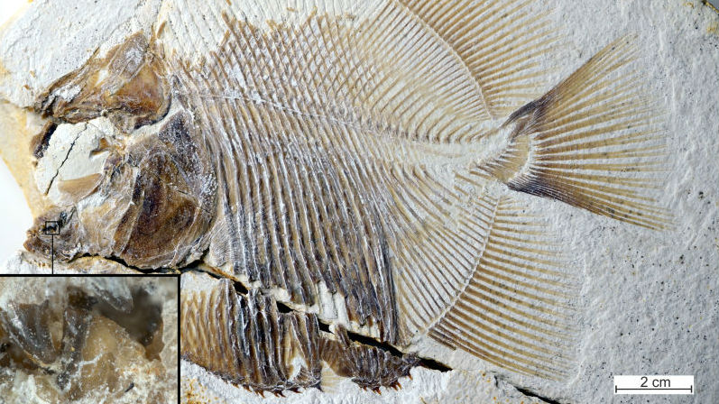 Почти полные окаменелые останки Piranhamesodon pinnatomus.