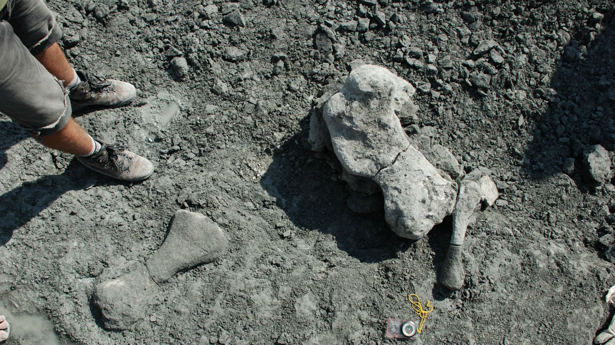 В течение 11 лет учёные обнарудили более тысячи костей древних существ.