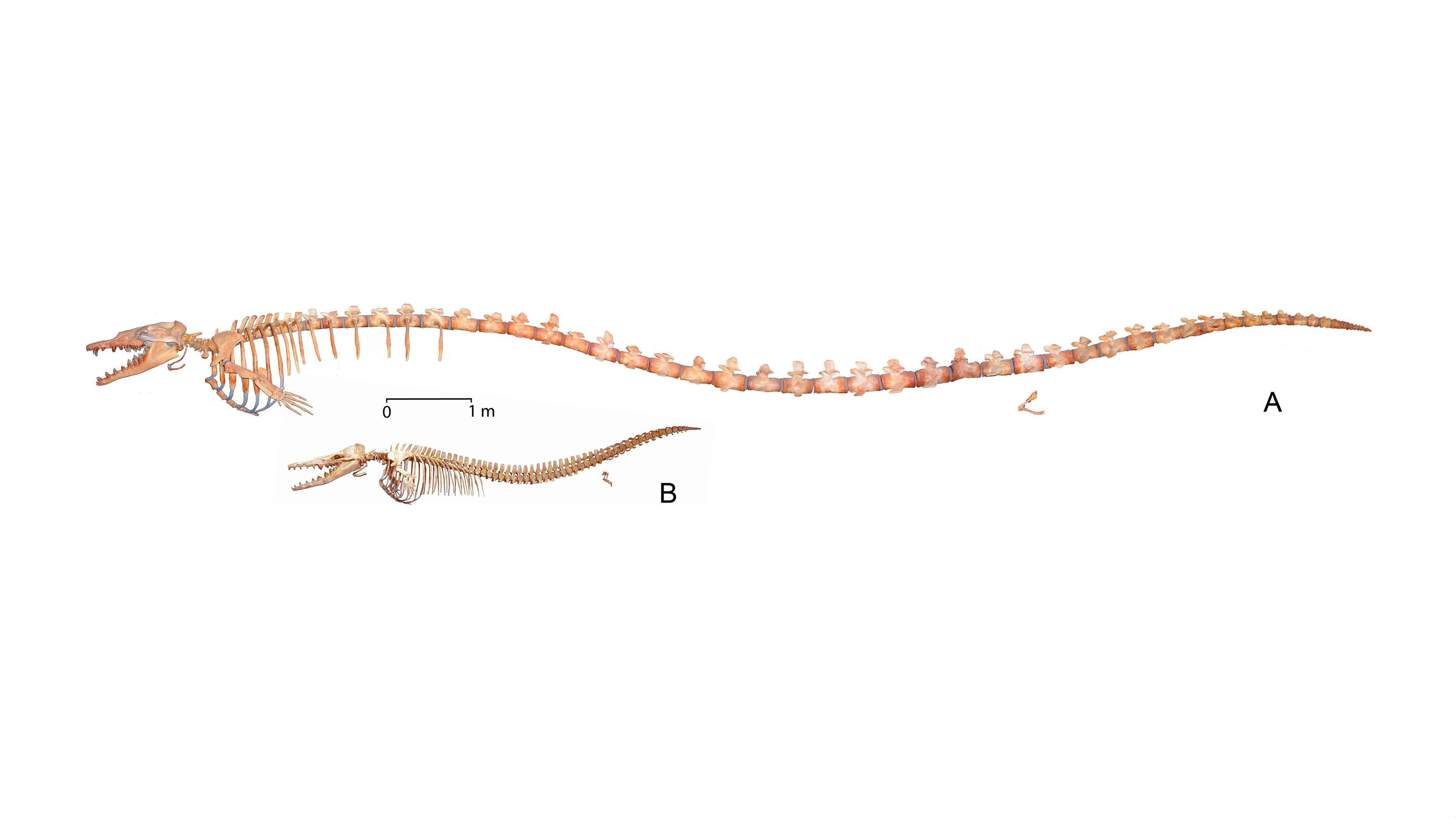 Скелеты Basilosaurus isis и Dorudon atrox, найденные в Египте.
