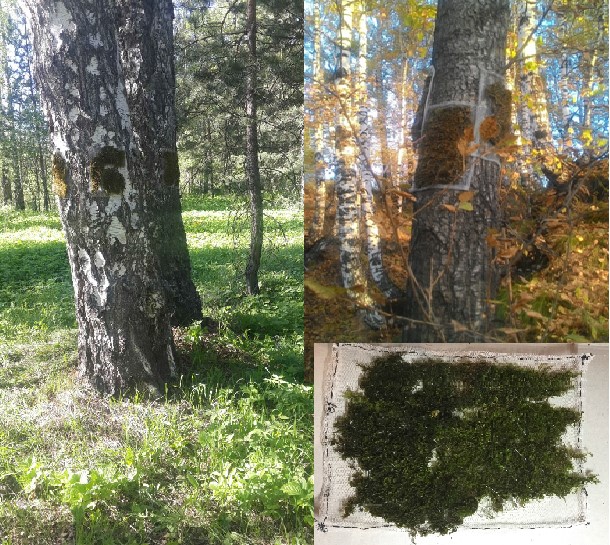 Размещение сеток со мхом на стволах берёз и тополей.