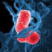 Микрофотография невосприимчивого к лекарствам штамма Klebsiella pneumoniae.