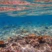Резкое потепление океана причиняет вред морским обитателям.