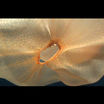 На видео попала загадочная медуза, напоминающая пластиковый пакет