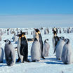 Глобальное потепление угрожает популяции императорских пингвинов
