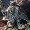 Новый программируемый материал а-ля мышцы осьминога "надувается" и меняет форму