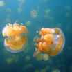 Ископаемая медуза доказала, что хищникам на 20 миллионов лет больше, чем считалось