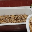 Редкие грибы с запахом чеснока нашли в лесу на Урале