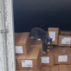 Украинский кот доплыл до Израиля на корабле в контейнере с конфетами