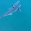 В Приморье отдыхающих предупредили о возможном появлении белых акул