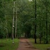 В парке Санкт-Петербурга на 83-летнюю пенсионерку упало дерево