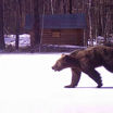 В Забайкалье сняли на видео охоту волка на росомаху