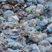 Очевидно, если пластик везде в окружающей среде, он рано или поздно попадёт во все живые организмы. Однако учёные не доверяют только логическим умозаключениям.