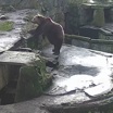 Медведь Фима из калининградского зоопарка вышел из спячки на 20 минут