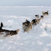 Фёдор Конюхов и Виктор Симонов готовятся к первой трансарктической экспедиции на собачьих упряжках