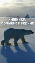 Хищники. Большие и редкие