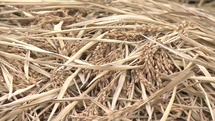 рубашка миллион тонн кубанского риса. Смотреть фото рубашка миллион тонн кубанского риса. Смотреть картинку рубашка миллион тонн кубанского риса. Картинка про рубашка миллион тонн кубанского риса. Фото рубашка миллион тонн кубанского риса рубашка миллион тонн кубанского риса. Смотреть фото рубашка миллион тонн кубанского риса. Смотреть картинку рубашка миллион тонн кубанского риса. Картинка про рубашка миллион тонн кубанского риса. Фото рубашка миллион тонн кубанского риса