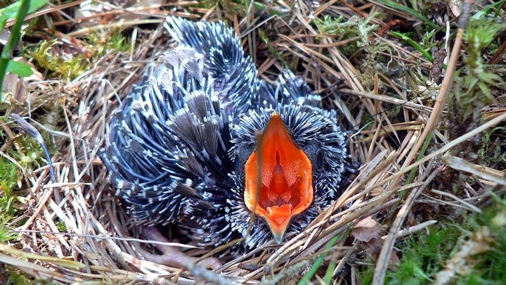 Птенец обыкновенной кукушки в гнезде лесного конька.