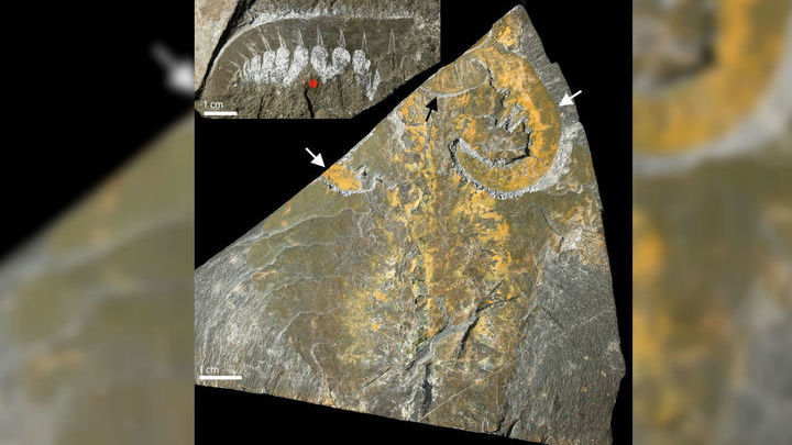 Окаменелости кембрийского хищника Anomalocaris canadensis из группы Euarthropoda. Вверху слева фронтальный придаток, показывающий сегментацию. Внизу справа полный образец тела. Белыми стрелками показана пара передних придатков, чёрной √ рот животного.