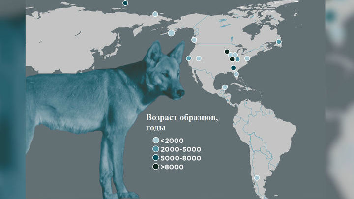 На карте обозначены места, где найдены исследованные древние кости собак.