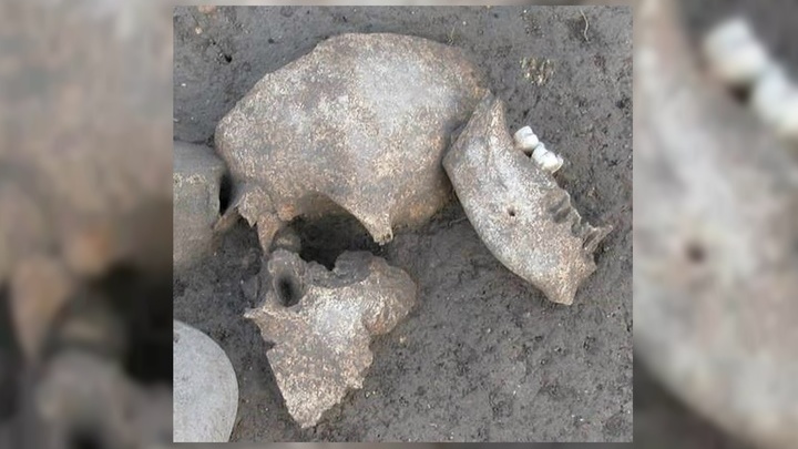 Фрагменты черепов, найденные на раскопках галльского поселения железного века. 