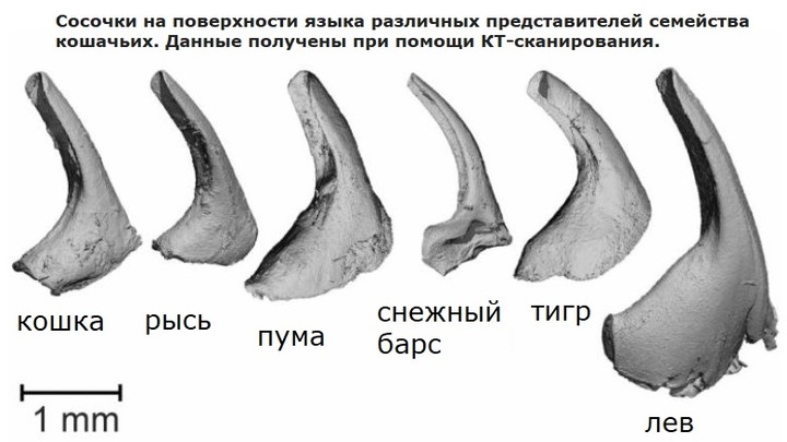 Сравнение сосочков на поверхности языка различных представителей семейства кошачьих. Данные получены при помощи компьютерной томографии.