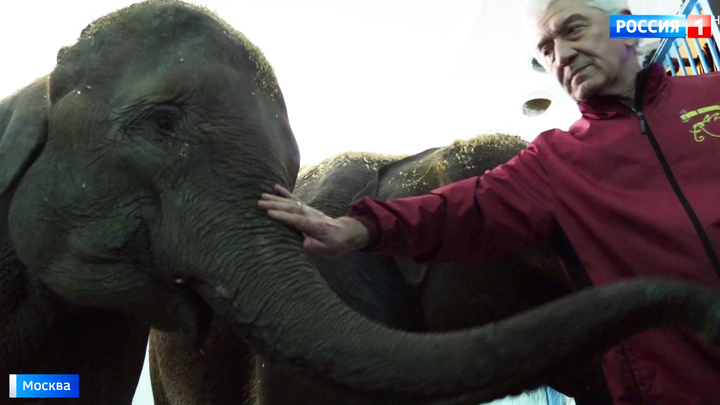 «Уголок дедушки Дурова» объявил конкурс имён для слонят из Мьянмы