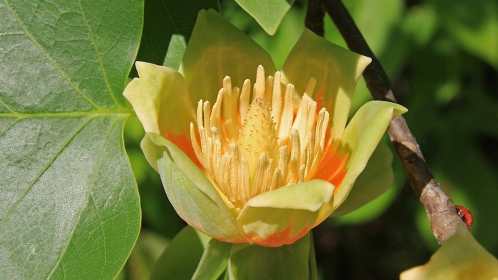 Одно из трёх изученных растений из списка Порчера – тюльпанное дерево. Его цветки напоминают бутоны тюльпанов, отсюда и название.
