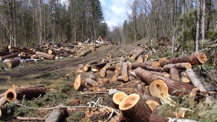 Мужчина получил срок за незаконную вырубку лесов в Тульской области