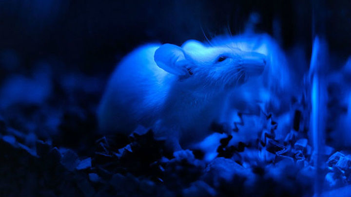 Контроль генов и нейронов при помощи света: учёные готовы к клиническим исследованиям