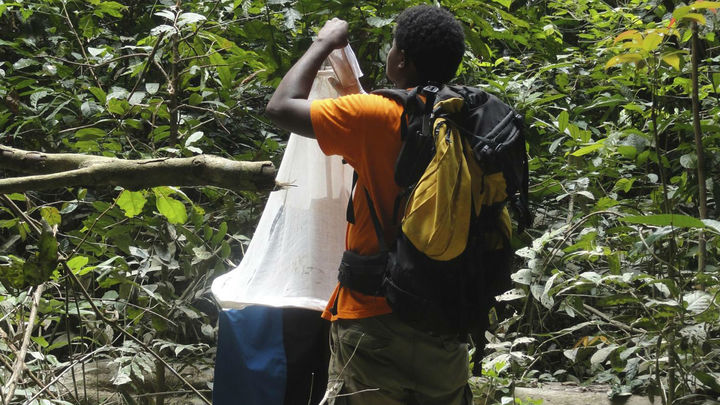 Мухи цеце и малярийные комары сами отберут кровь для поиска новых опасных заболеваний
