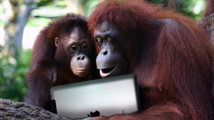 Зоопарки закупают "айпады" для орангутанов