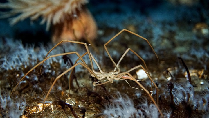 Биологи открыли пауков, перекачивающих кровь при помощи кишечника
