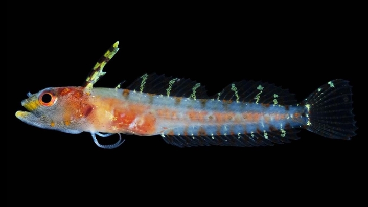 Биологи открыли 30 неизвестных видов рыб в "сумеречной зоне" Карибского моря