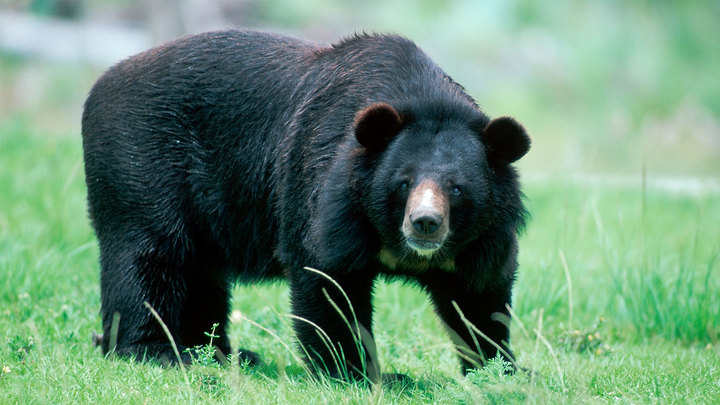 В США мужчина отбил свою соседку от разъяренного медведя