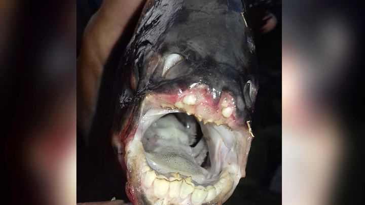 Зубы Рыб Фото
