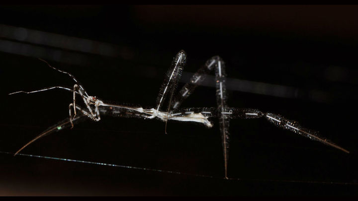 Учёные разобрались, как невидимые убийцы нападают на пауков в их же логове