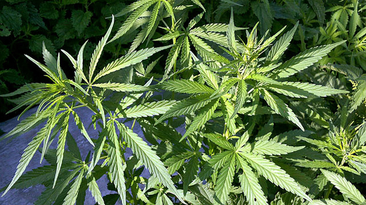 Раввины признали марихуану как выращивать автоцвет конопли
