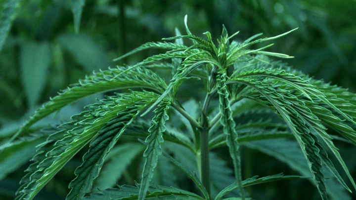Заработок на марихуане проращивание семян конопли на свету