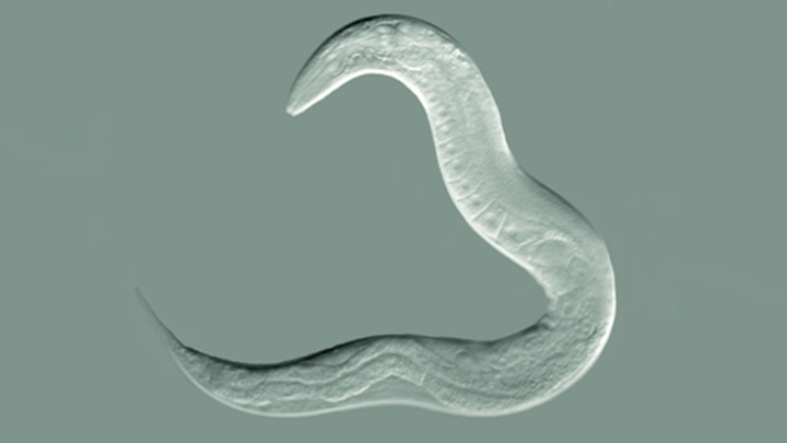 Черви вида Caenorhabditis elegans хорошо изучены и широко используется в различных исследованиях как модельный организм.