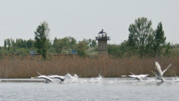 Парк птичья гавань в омске фото
