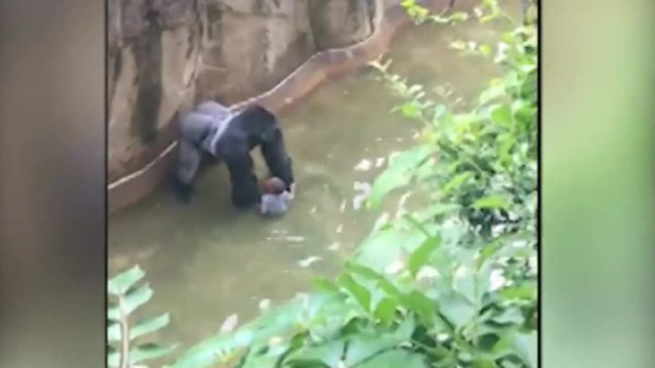 Мальчик упал к горилле в зоопарке чем закончилось видео. Смотреть фото Мальчик упал к горилле в зоопарке чем закончилось видео. Смотреть картинку Мальчик упал к горилле в зоопарке чем закончилось видео. Картинка про Мальчик упал к горилле в зоопарке чем закончилось видео. Фото Мальчик упал к горилле в зоопарке чем закончилось видео