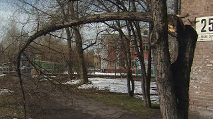 Деревья В Красноярске Фото