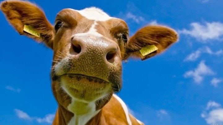 6 - Сырое молоко может распространять устойчивость к антибиотикам