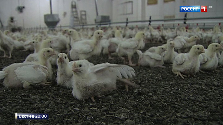 Птичий грипп в Подмосковье: ветеринары следят за миллионом кур thumbnail