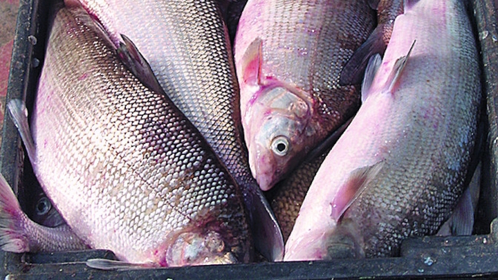 Рыбы тюменской области фото и названия