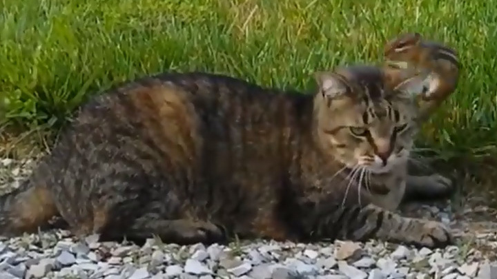 Кошка Фото Видео