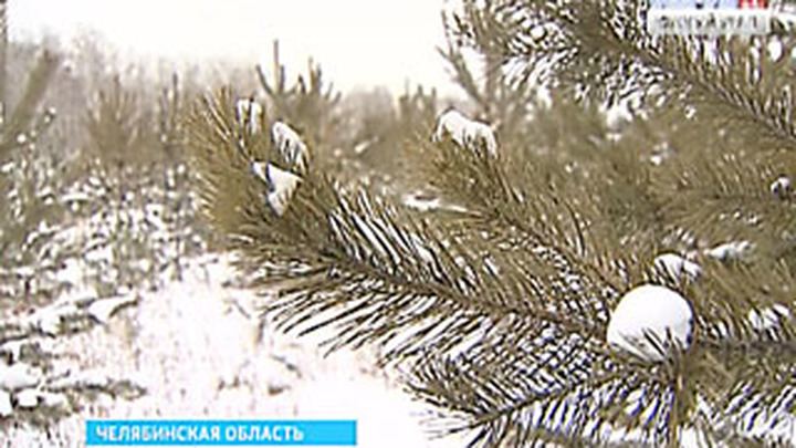 Заготовка Новогодних Деревьев Заготовка Новогодних Деревьев
